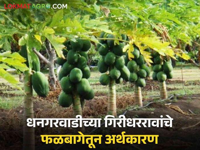 Papaya Farming Success Story : Financial Prosperity Through Family Support; Giridhar Rao achieved development from the orchard | Papaya Farming Success Story : कुटुंबीयांच्या पाठबळातून आर्थिक समृद्धीची वाट; गिरीधररावांनी फळबागेतून साधला विकास