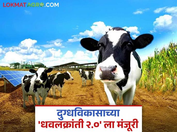 Centre approves revised National Dairy Development; Important decisions for farmers' welfare including employment generation in Dhawal Kranti 2.0 | सुधारित राष्ट्रीय दुग्धविकासाला केंद्राची मान्यता; धवलक्रांती २.० मध्ये रोजगार निर्मितीसह शेतकरी हिताचे महत्वाचे निर्णय Centre approves revised National Dairy Development; Important decisions for farmers' welfare including employment generation in Dhawal Kranti 2.0 | सुधारित राष्ट्रीय दुग्धविकासाला केंद्राची मान्यता; धवलक्रांती २.० मध्ये रोजगार निर्मितीसह शेतकरी हिताचे महत्वाचे निर्णय