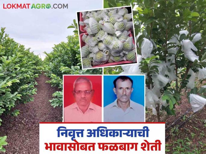 Success Story: Peru orchard cultivated with modern technology; Income of 3 lakhs in 30 gunthas | Success Story : आधुनिक तंत्रज्ञानाने जोपासली पेरू फळबाग; ३० गुंठ्यात ३ लाखांचे उत्पन्न Success Story: Peru orchard cultivated with modern technology; Income of 3 lakhs in 30 gunthas | Success Story : आधुनिक तंत्रज्ञानाने जोपासली पेरू फळबाग; ३० गुंठ्यात ३ लाखांचे उत्पन्न
