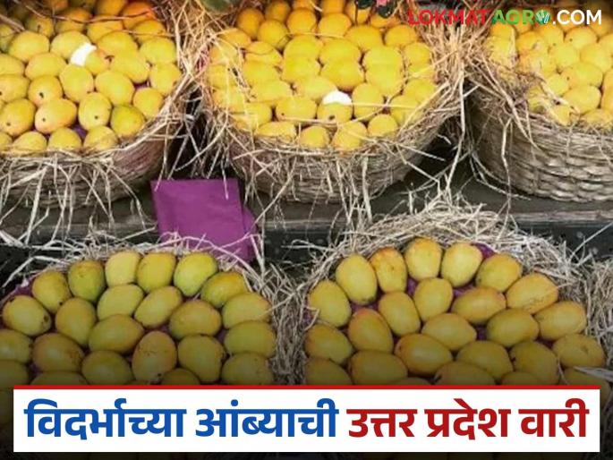 7-8 tonnes of mangoes are exported to Uttar Pradesh from Vidarbha's BTB every day; Farmers in the area are getting support | विदर्भाच्या बीटीबीमधून उत्तर प्रदेशला दररोज ७-८ टन आंब्याची निर्यात; परिसरातील शेतकऱ्यांना मिळातोय आधार 7-8 tonnes of mangoes are exported to Uttar Pradesh from Vidarbha's BTB every day; Farmers in the area are getting support | विदर्भाच्या बीटीबीमधून उत्तर प्रदेशला दररोज ७-८ टन आंब्याची निर्यात; परिसरातील शेतकऱ्यांना मिळातोय आधार