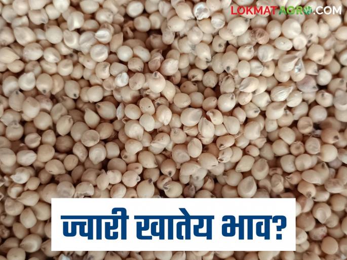 Jwari Bazaar Bhav: Why should we sell or store sorghum at present? Read what is the price being paid for sorghum in the state | Jwari Bajar Bhav : सध्या ज्वारी विकायची का साठवायची? वाचा राज्यात ज्वारीला काय मिळतोय दर Jwari Bazaar Bhav: Why should we sell or store sorghum at present? Read what is the price being paid for sorghum in the state | Jwari Bajar Bhav : सध्या ज्वारी विकायची का साठवायची? वाचा राज्यात ज्वारीला काय मिळतोय दर