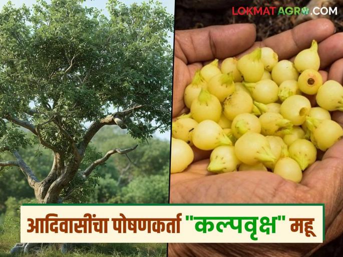The Kalpavriksha Mhow tree is proving to be a boon for the livelihood of tribals | कल्पवृक्ष महूचे झाड आदिवासींच्या उपजीविकेसाठी ठरत आहे वरदान The Kalpavriksha Mhow tree is proving to be a boon for the livelihood of tribals | कल्पवृक्ष महूचे झाड आदिवासींच्या उपजीविकेसाठी ठरत आहे वरदान