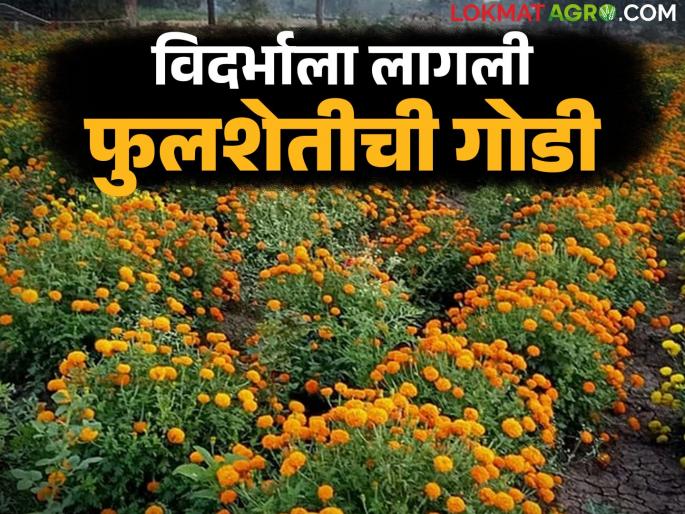 Vidarbha has developed a liking for flower cultivation; the area under marigold, rose, and chrysanthemum has increased | विदर्भाला लागली फुलशेतीची गोडी; झेंडू, गुलाब, शेवंतीचे क्षेत्र वाढले Vidarbha has developed a liking for flower cultivation; the area under marigold, rose, and chrysanthemum has increased | विदर्भाला लागली फुलशेतीची गोडी; झेंडू, गुलाब, शेवंतीचे क्षेत्र वाढले