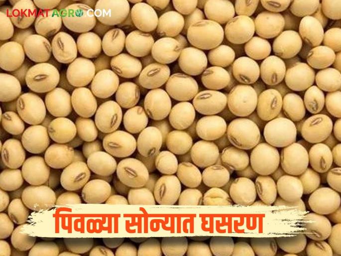 Farmers' yellow gold pales in the face of the glitter of gold and silver; Wheat, tur, gram, soybeans see slowdown | सोन्या चांदीच्या चकाकीपुढे शेतकऱ्यांचे पिवळे सोने फिके; गहू, तूर, हरभरा, सोयाबीन मध्ये मंदी