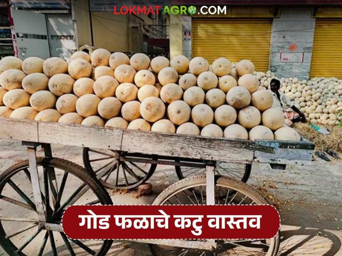 Farmers are selling melons directly on the streets as traders are buying at low prices. | व्यापाऱ्यांकडून कमी दरात खरेदी होत असल्याने शेतकऱ्यांची थेट रस्त्यावर उतरून खरबूज विक्री