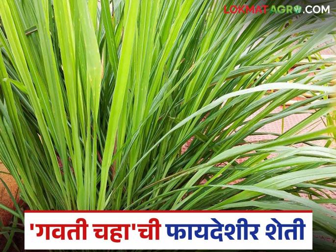 How to cultivate the aromatic plant 'Gawati Tea'? Know detailed information | सुगंधी वनस्पती 'गवती चहा'ची लागवड कशी करावी? जाणून घ्या सविस्तर माहिती