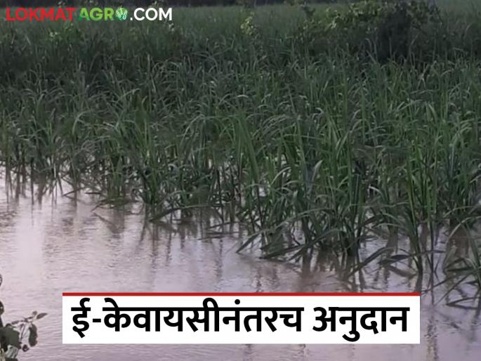 Rs 1,139 crore of 16 lakh farmers in Marathwada stuck in KYC; Grant will be available only after e-KYC | मराठवाड्यातील १६ लाख शेतकऱ्यांचे ११३९ कोटी रुपये अडकले केवायसीत; ई-केवायसीनंतरच मिळणार अनुदान Rs 1,139 crore of 16 lakh farmers in Marathwada stuck in KYC; Grant will be available only after e-KYC | मराठवाड्यातील १६ लाख शेतकऱ्यांचे ११३९ कोटी रुपये अडकले केवायसीत; ई-केवायसीनंतरच मिळणार अनुदान