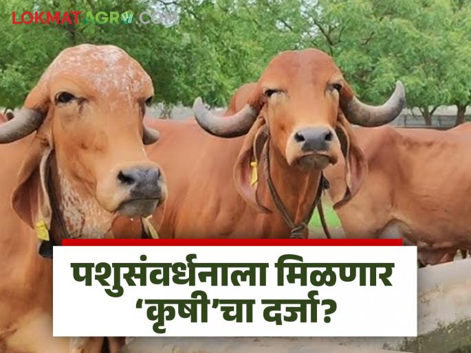 Strict law to prevent milk adulteration; Animal Husbandry Minister Pankaja Munde will give 'agriculture' status to animal husbandry business | दूध भेसळ रोखण्यासाठी कडक कायदा; पशुसंवर्धन व्यवसायाला देणार ‘कृषी’चा दर्जा पशुसंवर्धन मंत्री पंकजा मुंडे