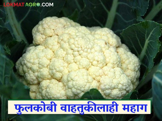 Vegetable Market Rate: Vegetable prices have fallen; Production costs have not even been met | Vegetable Market Rate : भाजीपाल्याचे दर घसरले; उत्पादन खर्चही निघेना