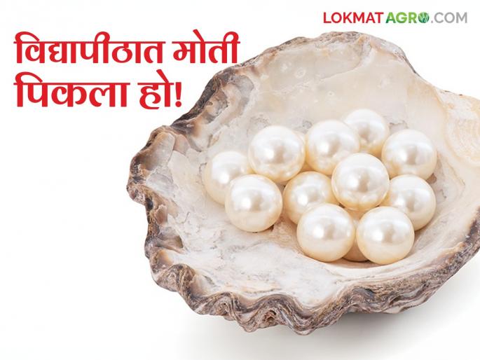 Researchers succeed in producing pearls in one year; Successful Pearl Farming in 'Ya' State University | एका वर्षात मोती निर्माण करण्यात संशोधकांना यश; राज्याच्या 'या' विद्यापीठात यशस्वी मोती शेती Researchers succeed in producing pearls in one year; Successful Pearl Farming in 'Ya' State University | एका वर्षात मोती निर्माण करण्यात संशोधकांना यश; राज्याच्या 'या' विद्यापीठात यशस्वी मोती शेती