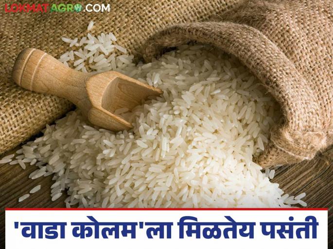 Rice Market Rate: New rice entered the market; Price increased this year compared to last year | Rice Market Rate : बाजारात नवीन तांदूळ दाखल; गतवर्षीच्या तुलनेत यावर्षी दरात वाढ Rice Market Rate: New rice entered the market; Price increased this year compared to last year | Rice Market Rate : बाजारात नवीन तांदूळ दाखल; गतवर्षीच्या तुलनेत यावर्षी दरात वाढ
