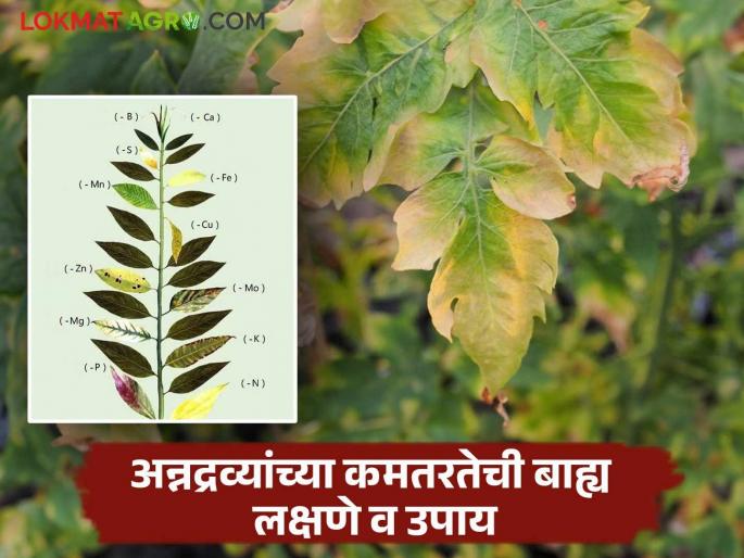 Nutrient Deficiency In Crop: Symptoms of nutrient deficiency in crops and their remedies | Nutrient Deficiency In Crop : अन्नद्रव्यांच्या कमतरतेमुळे पिकावर दिसून येणारी लक्षणे आणि त्यावरील उपाय Nutrient Deficiency In Crop: Symptoms of nutrient deficiency in crops and their remedies | Nutrient Deficiency In Crop : अन्नद्रव्यांच्या कमतरतेमुळे पिकावर दिसून येणारी लक्षणे आणि त्यावरील उपाय