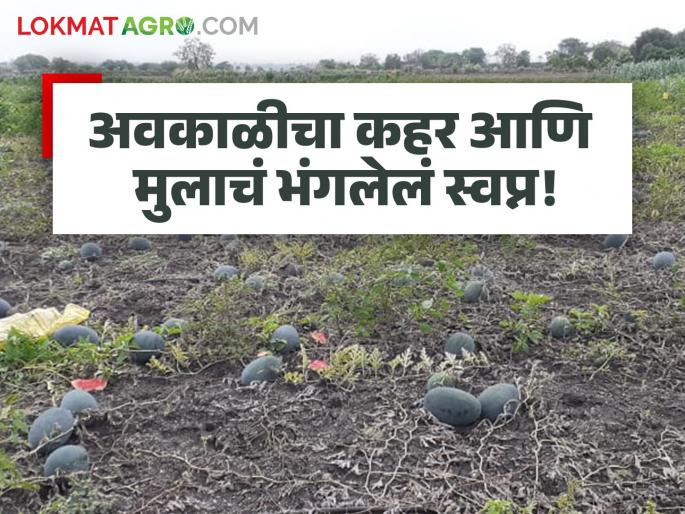 Unseasonal rains wreak havoc in Sonesangvit; Four acres of watermelon garden rots, causing a loss of one million rupees | सोनेसांगवीत अवकाळी पावसाचा कहर; चार एकरांतील टरबूजवाडी सडल्याने दहा लाखांचे नुकसान Unseasonal rains wreak havoc in Sonesangvit; Four acres of watermelon garden rots, causing a loss of one million rupees | सोनेसांगवीत अवकाळी पावसाचा कहर; चार एकरांतील टरबूजवाडी सडल्याने दहा लाखांचे नुकसान