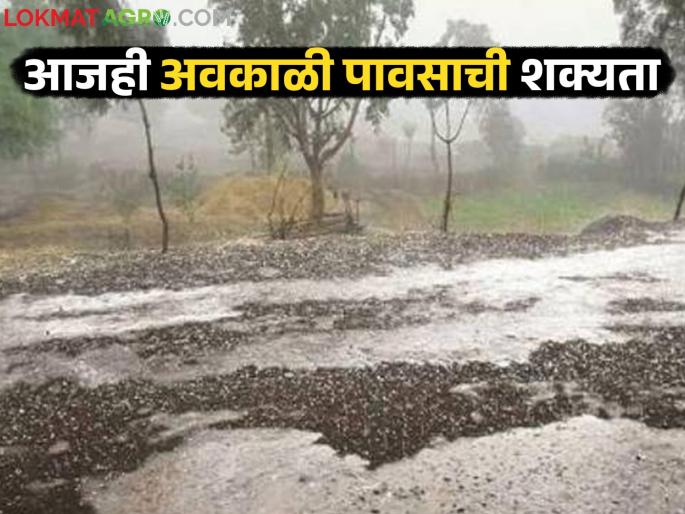 Unseasonal rains will continue in the state today; Temperatures are likely to rise soon | राज्यात आजही बरसणार अवकाळी; लवकरच तापमानात वाढ होण्याची शक्यता Unseasonal rains will continue in the state today; Temperatures are likely to rise soon | राज्यात आजही बरसणार अवकाळी; लवकरच तापमानात वाढ होण्याची शक्यता