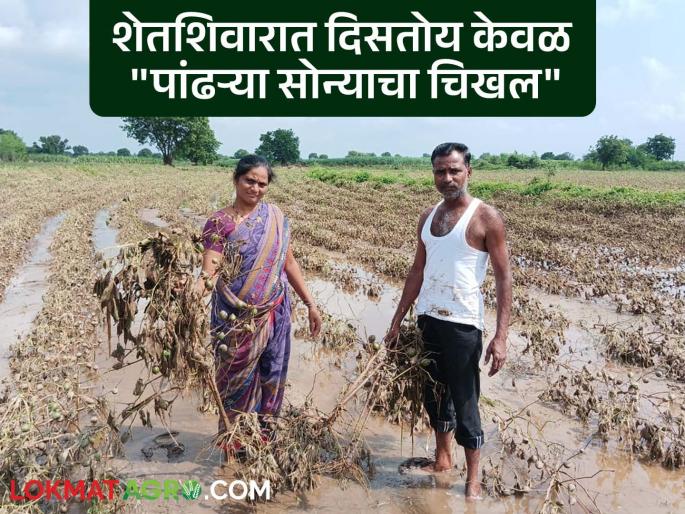 The white gold of Somthane has turned black; only 'mud from crops' is visible on the edges of the fields | पांढऱ्या सोन्याचे आगर सोमठाणे काळवंडले; शेतशिवारात दिसतोय केवळ पिकांचा चिखल