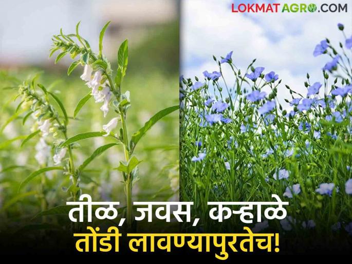 Oil Seed Farming : Areas of traditional crops have become extinct; Sesame seeds, linseeds, linseeds in the field are only for oral application! | Oil Seed Farming : पारंपरिक पिकांचे क्षेत्र होताहेत नामशेष; शेतातील तीळ, जवस, कऱ्हाळे केवळ तोंडी लावण्यापुरतेच!