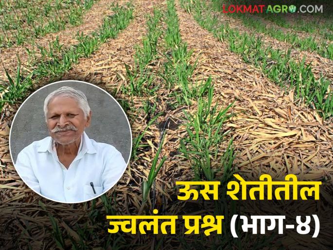 Fertilizer made from underground residues is heavy for crops; Talk about more production | जमिनीखालील अवशेषाचे झालेले खत पिकांसाठी भारी; अधिक उत्पादनाची बात न्यारी Fertilizer made from underground residues is heavy for crops; Talk about more production | जमिनीखालील अवशेषाचे झालेले खत पिकांसाठी भारी; अधिक उत्पादनाची बात न्यारी