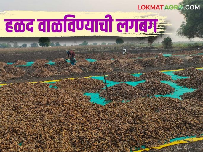 Turmeric is being dried in the fields of Hingoli; Young and old members of the farming family have been present since morning | हिंगोलीच्या शेतशिवारात हळद वाळविण्याची लगबग; शेतकरी परिवारातील लहान मोठ्या सदस्यांची पहाट पासून हजेरी Turmeric is being dried in the fields of Hingoli; Young and old members of the farming family have been present since morning | हिंगोलीच्या शेतशिवारात हळद वाळविण्याची लगबग; शेतकरी परिवारातील लहान मोठ्या सदस्यांची पहाट पासून हजेरी