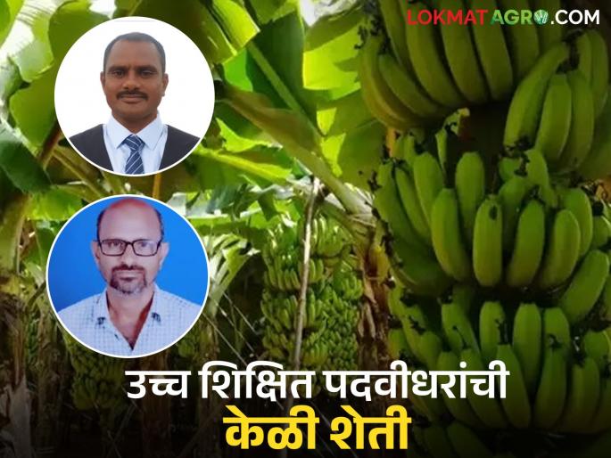 Both highly educated siblings earned 28 lakhs from bananas; Barul's bananas are sweet in foreign countries | उच्च शिक्षित दोन भावंडांनी केळीतून कमावले २८ लाख; बारूळच्या केळीचा परराज्यात गोडवा Both highly educated siblings earned 28 lakhs from bananas; Barul's bananas are sweet in foreign countries | उच्च शिक्षित दोन भावंडांनी केळीतून कमावले २८ लाख; बारूळच्या केळीचा परराज्यात गोडवा