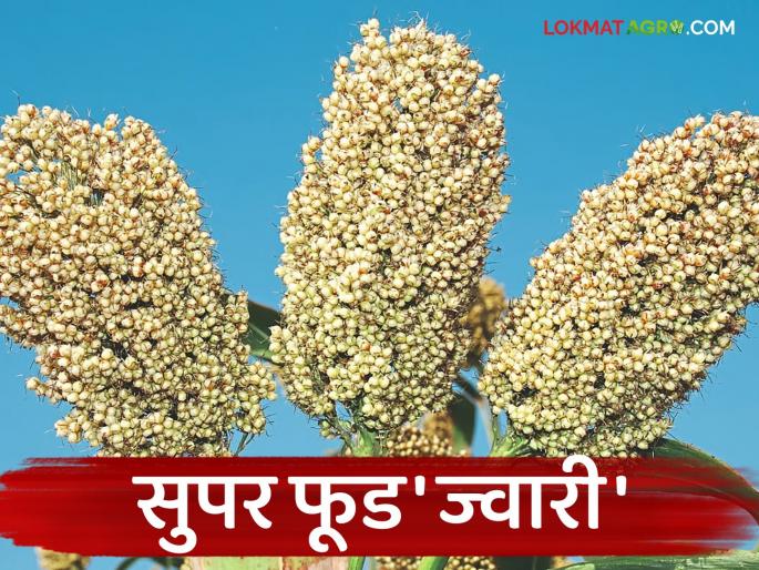 Jowar, a 'super food' that is a boon for various diseases, is a must-eat | विविध आजारांवर वरदान ठरणारी 'सुपर फूड' ज्वारी खायलाच हवी Jowar, a 'super food' that is a boon for various diseases, is a must-eat | विविध आजारांवर वरदान ठरणारी 'सुपर फूड' ज्वारी खायलाच हवी