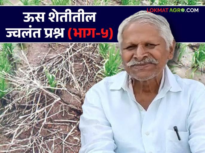 Implement the right method of decomposing waste; Get 50% production increase in a single year | अवशेष कुजविण्याची 'ही' योग्य पद्धत राबवा; एकाच वर्षात ५०% उत्पादन वाढ मिळवा Implement the right method of decomposing waste; Get 50% production increase in a single year | अवशेष कुजविण्याची 'ही' योग्य पद्धत राबवा; एकाच वर्षात ५०% उत्पादन वाढ मिळवा
