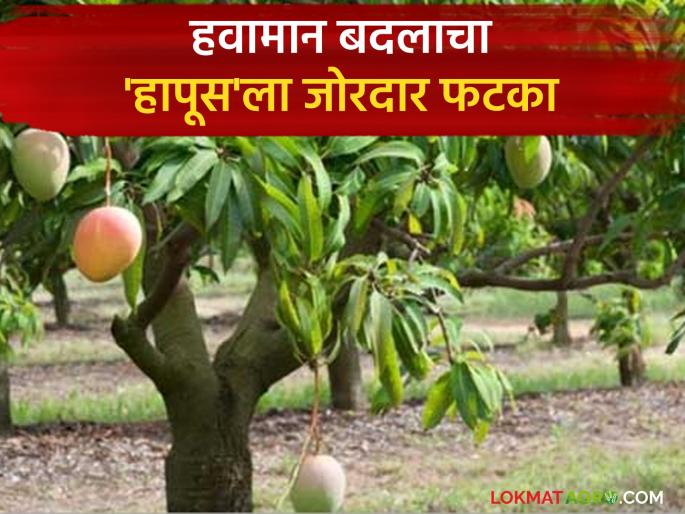 Climate change is taking a toll on 'Hapus'; Mango production, quality and season schedule disrupted this year | हवामान बदलाचा बसतोय 'हापूस'ला फटका; यंदा आंब्याचे उत्पादन, गुणवत्ता आणि हंगामाचे वेळापत्रक विस्कटले Climate change is taking a toll on 'Hapus'; Mango production, quality and season schedule disrupted this year | हवामान बदलाचा बसतोय 'हापूस'ला फटका; यंदा आंब्याचे उत्पादन, गुणवत्ता आणि हंगामाचे वेळापत्रक विस्कटले