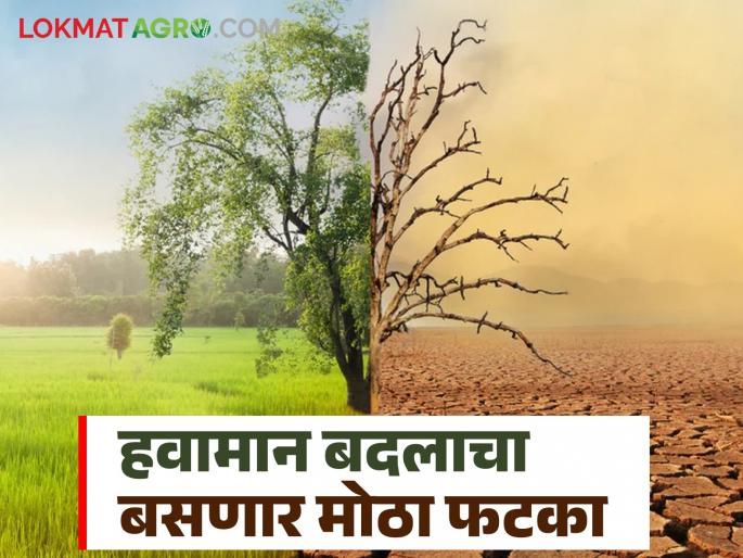 Climate Change: Impact of climate change; Wheat, rice will become expensive and there will also be water shortage | Climate Change : हवामान बदलाचा परिणाम; गहू, तांदूळ महाग होईल सोबत पाण्याची टंचाईही येणार Climate Change: Impact of climate change; Wheat, rice will become expensive and there will also be water shortage | Climate Change : हवामान बदलाचा परिणाम; गहू, तांदूळ महाग होईल सोबत पाण्याची टंचाईही येणार