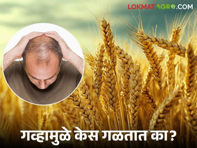 Does Wheat Really Cause Hair Loss? Read what the experts say | गव्हामुळे खरंच केस गळतात का हो? वाचा काय सांगताहेत तज्ञ Does Wheat Really Cause Hair Loss? Read what the experts say | गव्हामुळे खरंच केस गळतात का हो? वाचा काय सांगताहेत तज्ञ