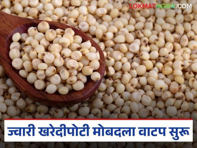 Process of paying compensation for sorghum purchased under minimum support price begins | किमान आधारभूत किंमत अंतर्गत खरेदी केलेल्या ज्वारीचा मोबदला देण्याची प्रक्रिया सुरु