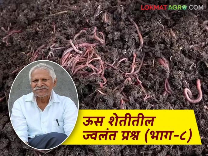 Are there any limitations on the use of vermicompost, which is widely known to be more beneficial? Read What's the Matter | अधिक फायद्याचे म्हणून प्रचलित असणाऱ्या गांडूळ खताच्या वापरावर पण मर्यादा आहेत का? वाचा काय आहे प्रकरण Are there any limitations on the use of vermicompost, which is widely known to be more beneficial? Read What's the Matter | अधिक फायद्याचे म्हणून प्रचलित असणाऱ्या गांडूळ खताच्या वापरावर पण मर्यादा आहेत का? वाचा काय आहे प्रकरण