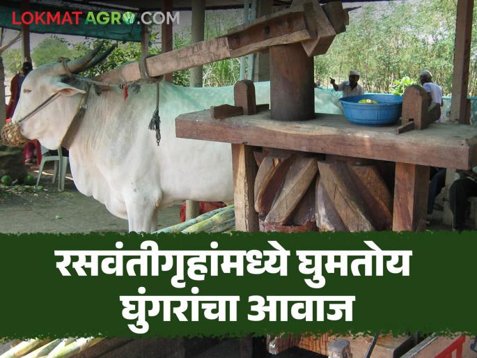 Sugarcane Juice: Soft drinks and juice shops have sprung up on the highway; The sound of bells everywhere | Sugarcane Juice : महामार्गावर शीतपेय व रसवंतिगृहांची दुकाने थाटली; सर्वत्र घुंगरांचा आवाज Sugarcane Juice: Soft drinks and juice shops have sprung up on the highway; The sound of bells everywhere | Sugarcane Juice : महामार्गावर शीतपेय व रसवंतिगृहांची दुकाने थाटली; सर्वत्र घुंगरांचा आवाज