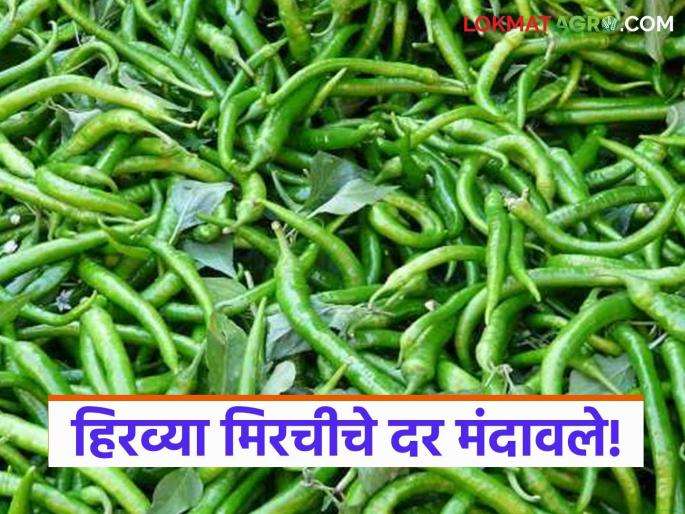 Green chilli prices fall due to reduced demand; Read what is the price of chillies | मागणी घटल्याने हिरव्या मिरचीचे भाव घसरले; वाचा काय मिळतोय मिरचीला दर Green chilli prices fall due to reduced demand; Read what is the price of chillies | मागणी घटल्याने हिरव्या मिरचीचे भाव घसरले; वाचा काय मिळतोय मिरचीला दर