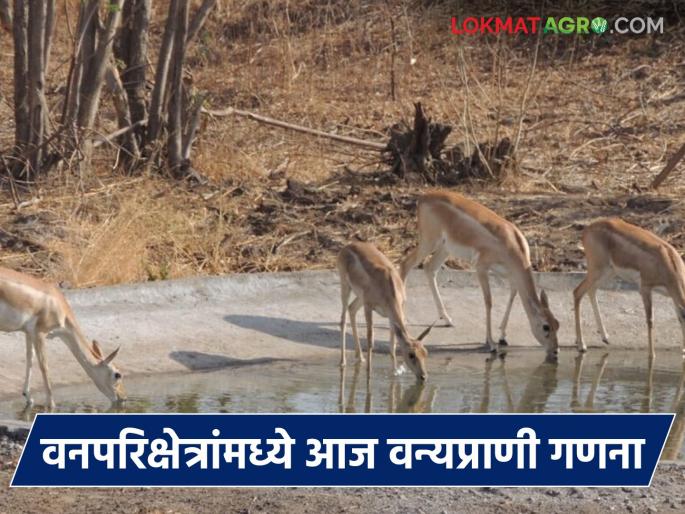 Wildlife census to be conducted today in 'these' forest areas of Vidarbha; Record of herbivores and carnivores will be taken | विदर्भाच्या 'या' वनपरिक्षेत्रांमध्ये आज होणार वन्यप्राणी गणना; तृणभक्षी व मांसभक्षी प्राण्यांची घेण्यात येईल नोंद