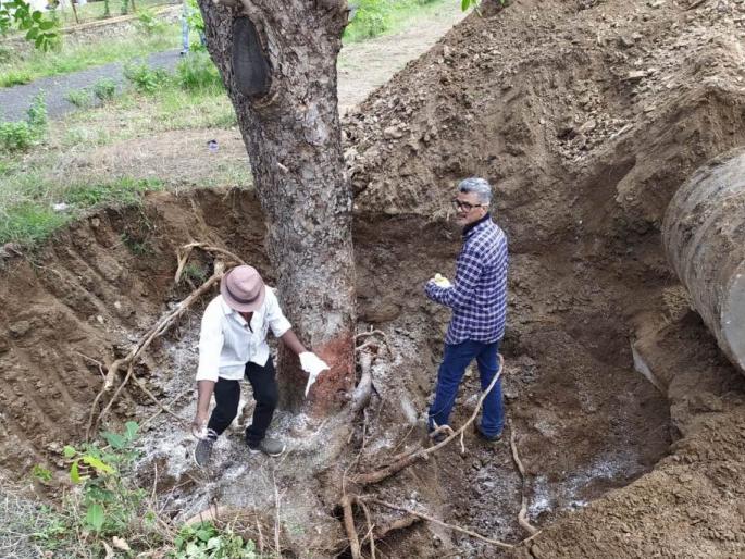Successful experiment of tree replanting in Agriculture University! | कृषी विद्यापीठात वृक्ष पुणर्रोपणाचा यशस्वी प्रयोग!