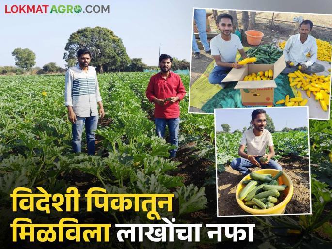 Viraj from Sonvati produces 10 tonnes of zucchini per acre; net profit of Rs 1.5 lakhs is less than the expenses | सोनवटीच्या विराज यांनी घेतले एकरात १० टन झुकिनीचे उत्पादन; खर्च जाता दीड लाखाचा निव्वळ नफा Viraj from Sonvati produces 10 tonnes of zucchini per acre; net profit of Rs 1.5 lakhs is less than the expenses | सोनवटीच्या विराज यांनी घेतले एकरात १० टन झुकिनीचे उत्पादन; खर्च जाता दीड लाखाचा निव्वळ नफा