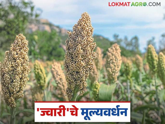 From poha to beer, what is happening with jowar; Read detailed information about value-added products of jowar | पोह्यापासून ते बियर पर्यंत ज्वारी पासून काय काय होतंय; वाचा ज्वारीच्या मूल्यवर्धित पदार्थांची सविस्तर माहिती From poha to beer, what is happening with jowar; Read detailed information about value-added products of jowar | पोह्यापासून ते बियर पर्यंत ज्वारी पासून काय काय होतंय; वाचा ज्वारीच्या मूल्यवर्धित पदार्थांची सविस्तर माहिती