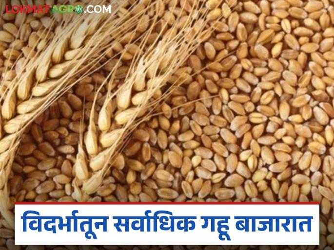 Wheat Market Price: Where is the rise in wheat prices in the state market? Read today's detailed wheat market price | Gahu Bajar Bhav : राज्याच्या बाजारात गहू दरात कुठे तेजी? वाचा आजचे सविस्तर गहू बाजारभाव Wheat Market Price: Where is the rise in wheat prices in the state market? Read today's detailed wheat market price | Gahu Bajar Bhav : राज्याच्या बाजारात गहू दरात कुठे तेजी? वाचा आजचे सविस्तर गहू बाजारभाव