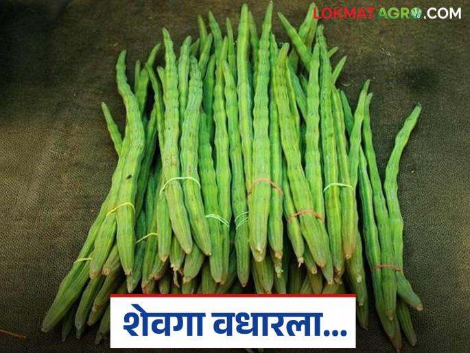 Prices of vegetables increased; arrival of vegetables in the state's markets decreased for several weeks | शेवग्याचे भाव वधारले; राज्यातील अनेक आठवडी बाजारात भाजीपाल्याची आवक घटली