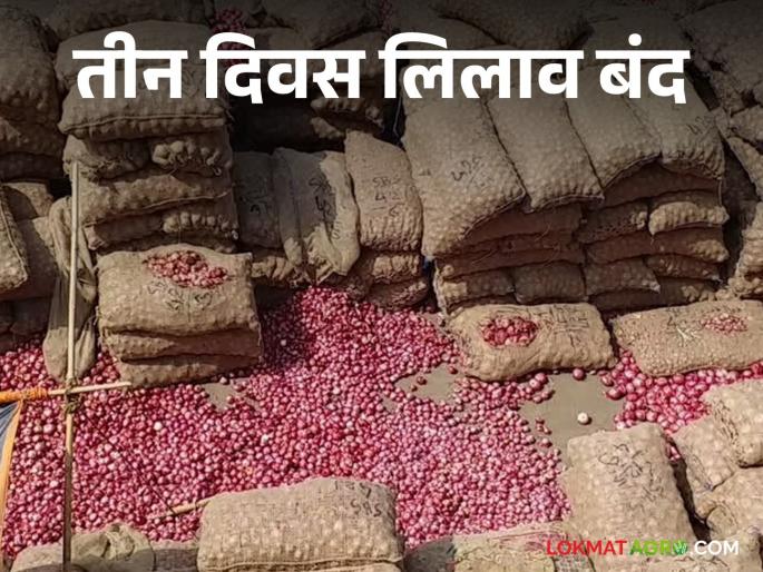 Solapur Market Yard: Auction closed for three days in Solapur Market Yard; Read the reason | Solapur Market Yard : सोलापूर मार्केट यार्डात तीन दिवस लिलाव बंद; वाचा काय आहे कारण Solapur Market Yard: Auction closed for three days in Solapur Market Yard; Read the reason | Solapur Market Yard : सोलापूर मार्केट यार्डात तीन दिवस लिलाव बंद; वाचा काय आहे कारण