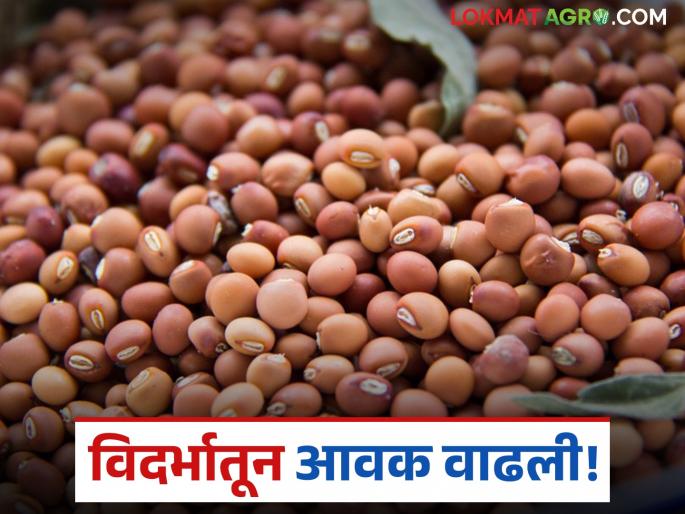 Tur Bazaar Bhav: Highest arrival of tur today from 'Karanja, Amravati' of Vidarbha; Read today's tur market price | Tur Bajar Bhav : विदर्भाच्या 'कारंजा, अमरावती'तून आज सर्वाधिक तूर आवक; वाचा आजचे तूर बाजारभाव