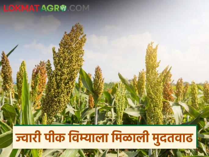 Sorghum crop insurance in these three districts gets extension till November 30; Read in detail | 'या' तीन जिल्ह्यातील ज्वारी पीक विम्याला मिळाली तीस नोव्हेंबरपर्यंतची मुदतवाढ; वाचा सविस्तर Sorghum crop insurance in these three districts gets extension till November 30; Read in detail | 'या' तीन जिल्ह्यातील ज्वारी पीक विम्याला मिळाली तीस नोव्हेंबरपर्यंतची मुदतवाढ; वाचा सविस्तर