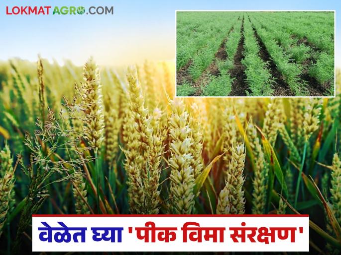 Wheat, gram will get government cover; Insurance worth Rs 40,000 for Rs 600, but register within the deadline | गहू, हरभऱ्याला मिळणार सरकारी कवच; ६०० रुपयांमध्ये ४० हजारांचा विमा मात्र मुदतीच्या आत नोंदणी करा Wheat, gram will get government cover; Insurance worth Rs 40,000 for Rs 600, but register within the deadline | गहू, हरभऱ्याला मिळणार सरकारी कवच; ६०० रुपयांमध्ये ४० हजारांचा विमा मात्र मुदतीच्या आत नोंदणी करा