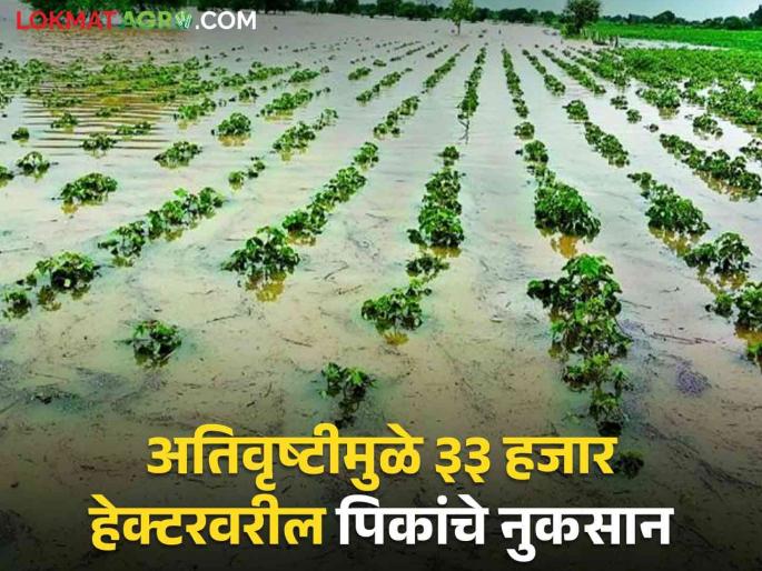 'These' 12 districts are worst affected by return rains; Crops on 33 thousand hectares are in water | परतीच्या पावसाचा 'या' १२ जिल्हांना सर्वाधिक फटका; ३३ हजार हेक्टरवरील पिके पाण्यात 'These' 12 districts are worst affected by return rains; Crops on 33 thousand hectares are in water | परतीच्या पावसाचा 'या' १२ जिल्हांना सर्वाधिक फटका; ३३ हजार हेक्टरवरील पिके पाण्यात