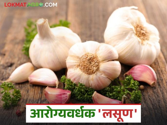 Wow! How many 'these' benefits of eating garlic; Garlic is effective against various diseases and is a health-promoting 'garlic' | अबब! लसूण खाण्याचे किती 'हे' फायदे; विविध आजारांवर गुणकारी आरोग्यवर्धक 'लसूण'