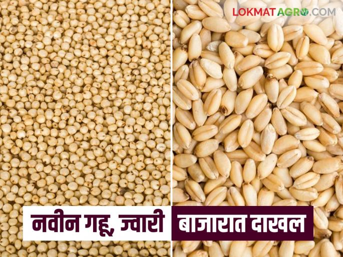 Market Update: From agricultural commodities to gold and silver; Read the latest market price information | Market Update : शेतमाल ते सोने चांदी; वाचा बाजाराभावाची अद्ययावत माहिती