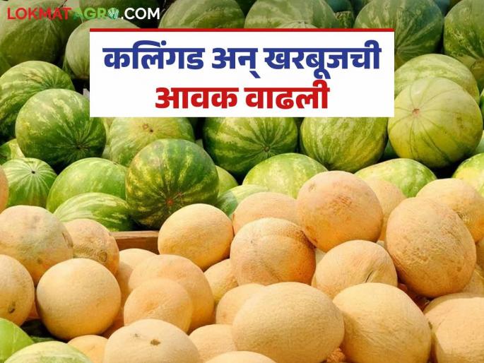 Watermelon and melon arrivals in the market have increased; Read what the prices are being offered | बाजारात कलिंगड अन् खरबूजची आवक वाढली; वाचा काय मिळतोय दर Watermelon and melon arrivals in the market have increased; Read what the prices are being offered | बाजारात कलिंगड अन् खरबूजची आवक वाढली; वाचा काय मिळतोय दर