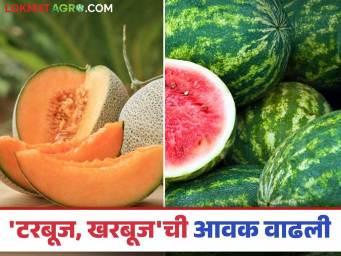 Fruits Market: Large arrival of fruits in Malegaon Market Committee premises; read to know the prices | Fruits Market : मालेगाव बाजार समिती आवारात फळांची मोठी आवक; वाचा काय मिळतोय दर Fruits Market: Large arrival of fruits in Malegaon Market Committee premises; read to know the prices | Fruits Market : मालेगाव बाजार समिती आवारात फळांची मोठी आवक; वाचा काय मिळतोय दर