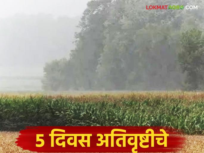 Rain Alert: Heavy rains in Mumbai, Konkan, Marathwada, Vidarbha; Heavy rainfall in the state for 5 days | Rain Alert : मुंबई, कोकणासह मराठवाडा, विदर्भात मुसळधार; राज्यात ५ दिवस अतिवृष्टीचे