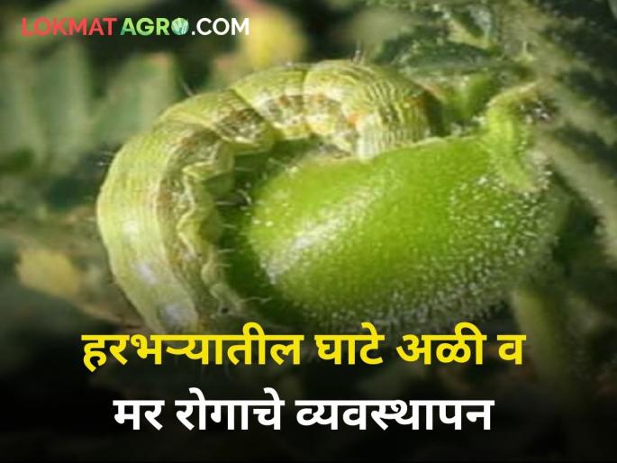 Management of ghat worm and die disease in gram crop maharashtra agriculture farmer | असे करा हरभरा पिकातील घाटे अळी व मर रोगाचे व्यवस्थापन Management of ghat worm and die disease in gram crop maharashtra agriculture farmer | असे करा हरभरा पिकातील घाटे अळी व मर रोगाचे व्यवस्थापन