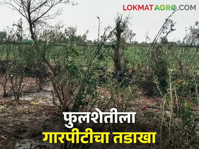 The blossoming flower farm became a land grabber; A hailstorm | बहरलेली फुलशेती झाली जमीनदोस्त; गारपिटीचा फटका